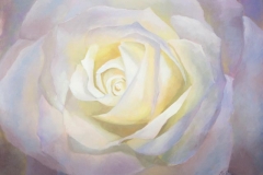 White-Lilac Rose